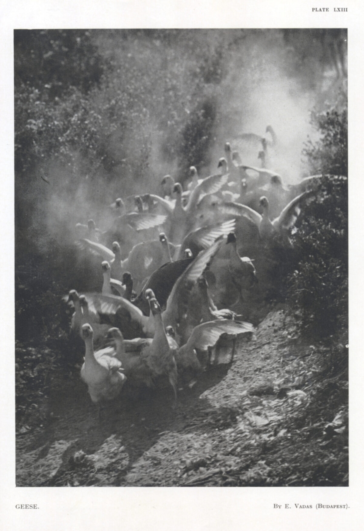 Flock of Geese throw up cloud of dust.